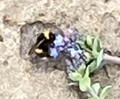 Bombus lucorum