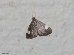 Evergestis unimacula