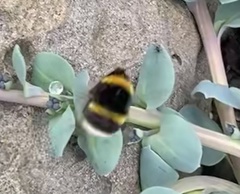 Bombus lucorum