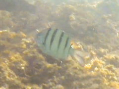 Abudefduf abdominalis