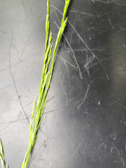 Deschampsia elongata