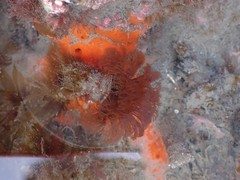 Schizobranchia insignis