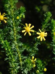 Euryops virgineus