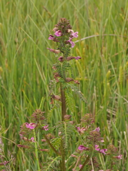 Pedicularis palustris palustris