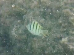 Abudefduf abdominalis