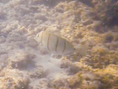 Acanthurus triostegus sandvicensis