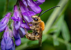 Eucera longicornis