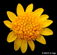 Thymophylla pentachaeta