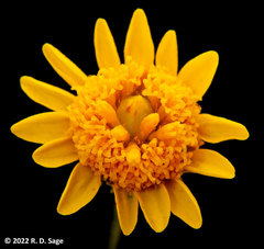 Thymophylla pentachaeta