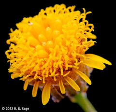 Thymophylla pentachaeta