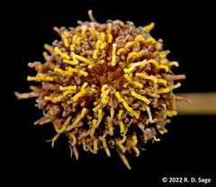 Thymophylla pentachaeta