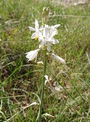 Anthericum baeticum