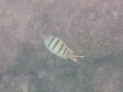 Abudefduf abdominalis × vaigiensis