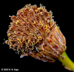 Thymophylla pentachaeta