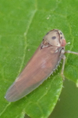 Agalliina