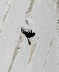 Megachile xylocopoides