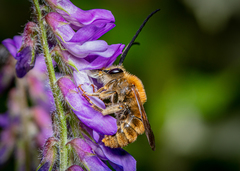 Eucera longicornis