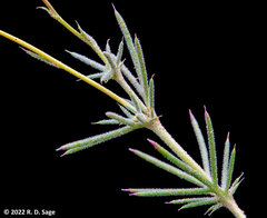 Thymophylla pentachaeta