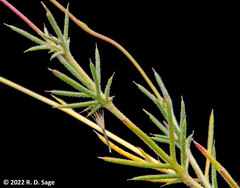 Thymophylla pentachaeta