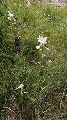 Anthericum baeticum
