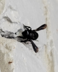 Megachile xylocopoides