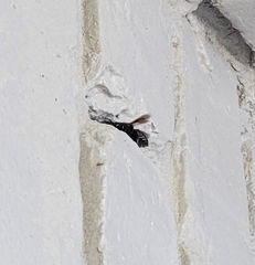 Megachile xylocopoides