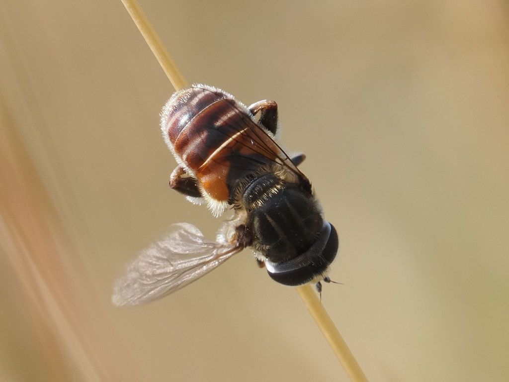 Merodon albifrons