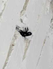 Megachile xylocopoides