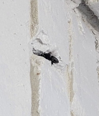 Megachile xylocopoides