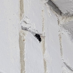 Megachile xylocopoides