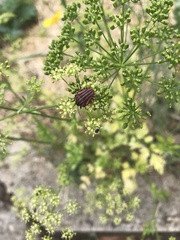 Graphosoma italicum italicum