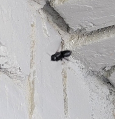 Megachile xylocopoides