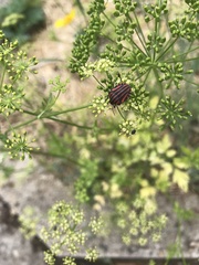 Graphosoma italicum italicum