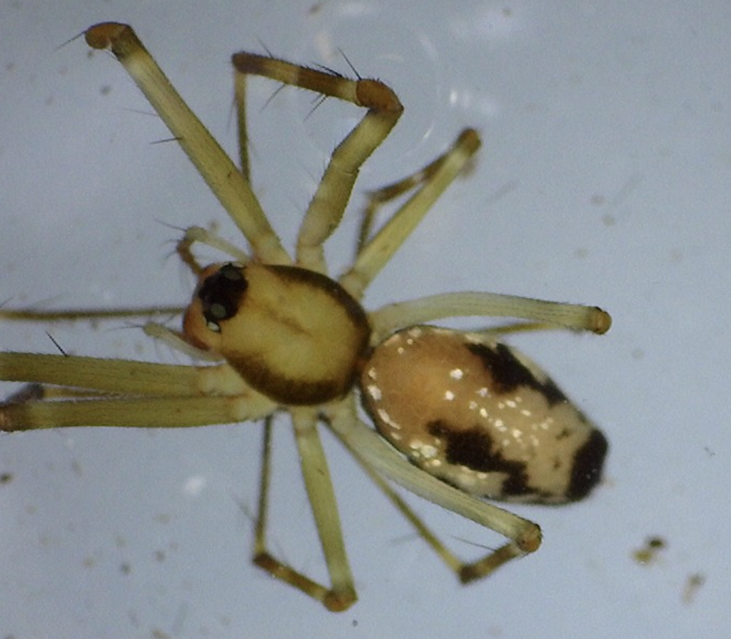 Dubiaranea lugubris
