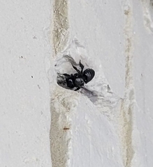 Megachile xylocopoides