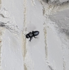 Megachile xylocopoides