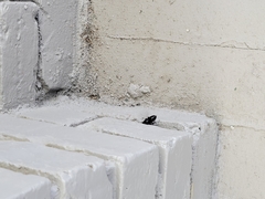 Megachile xylocopoides