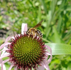 Andrena rudbeckiae