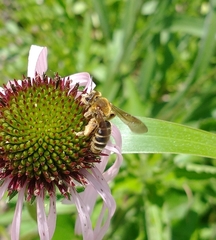 Andrena rudbeckiae