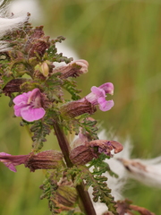 Pedicularis palustris palustris