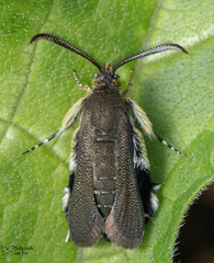 Eichlinia eichlini