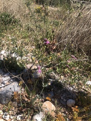 Silene reinholdii