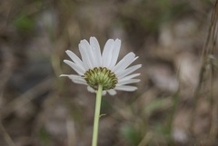 Leucanthemum