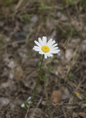 Leucanthemum