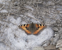 Aglais urticae