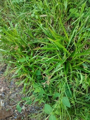 Luzula sylvatica henriquesii