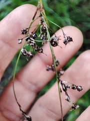 Luzula sylvatica henriquesii