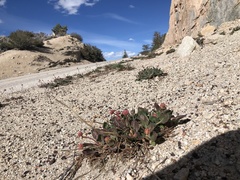 Eriogonum latens