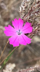 Dianthus borbasii