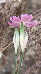 Dianthus borbasii